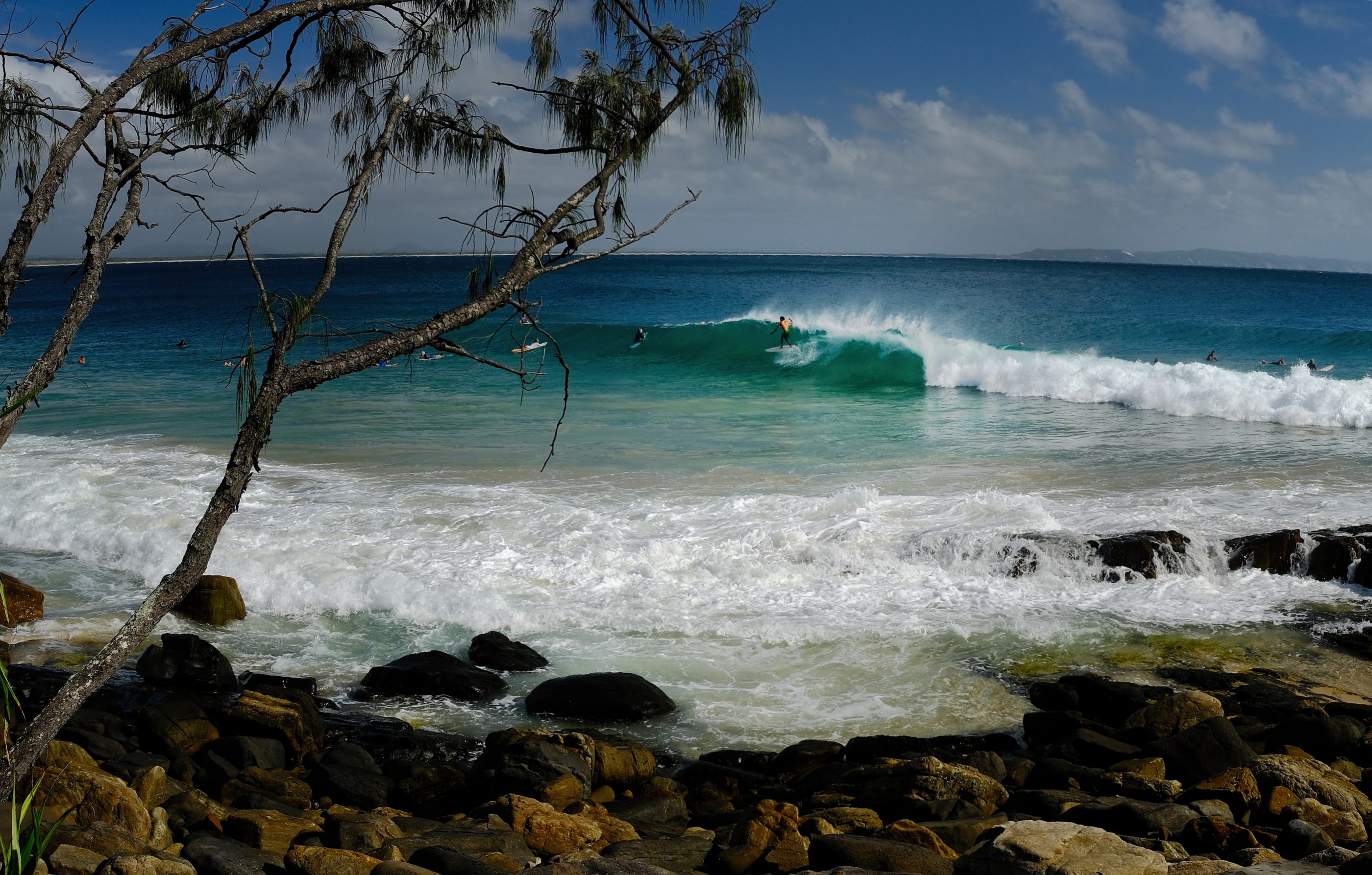 A surfer on a clean Noosa wave, framed by coastal tea tree