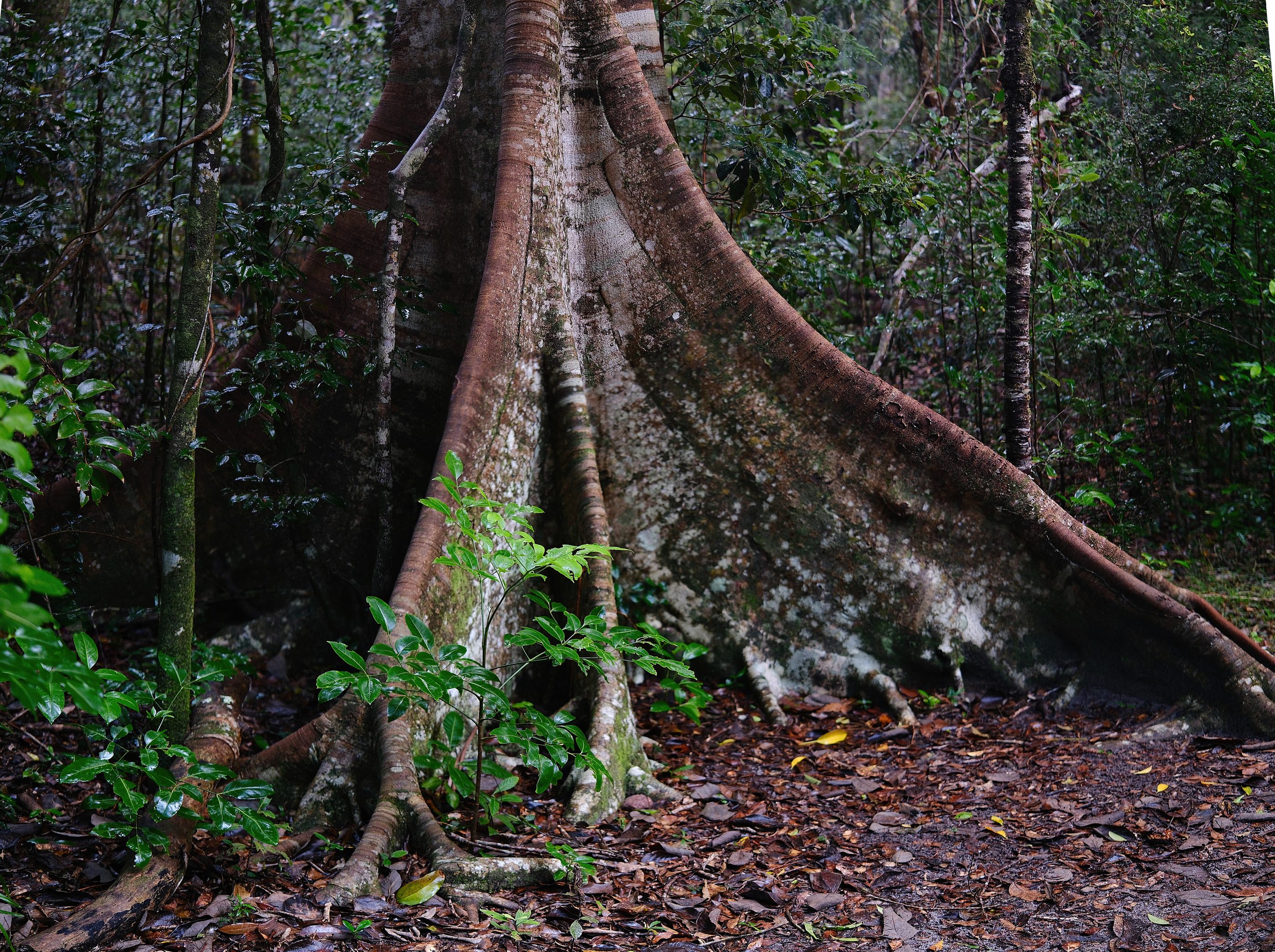 Ancient fig tree in Noosa National Park