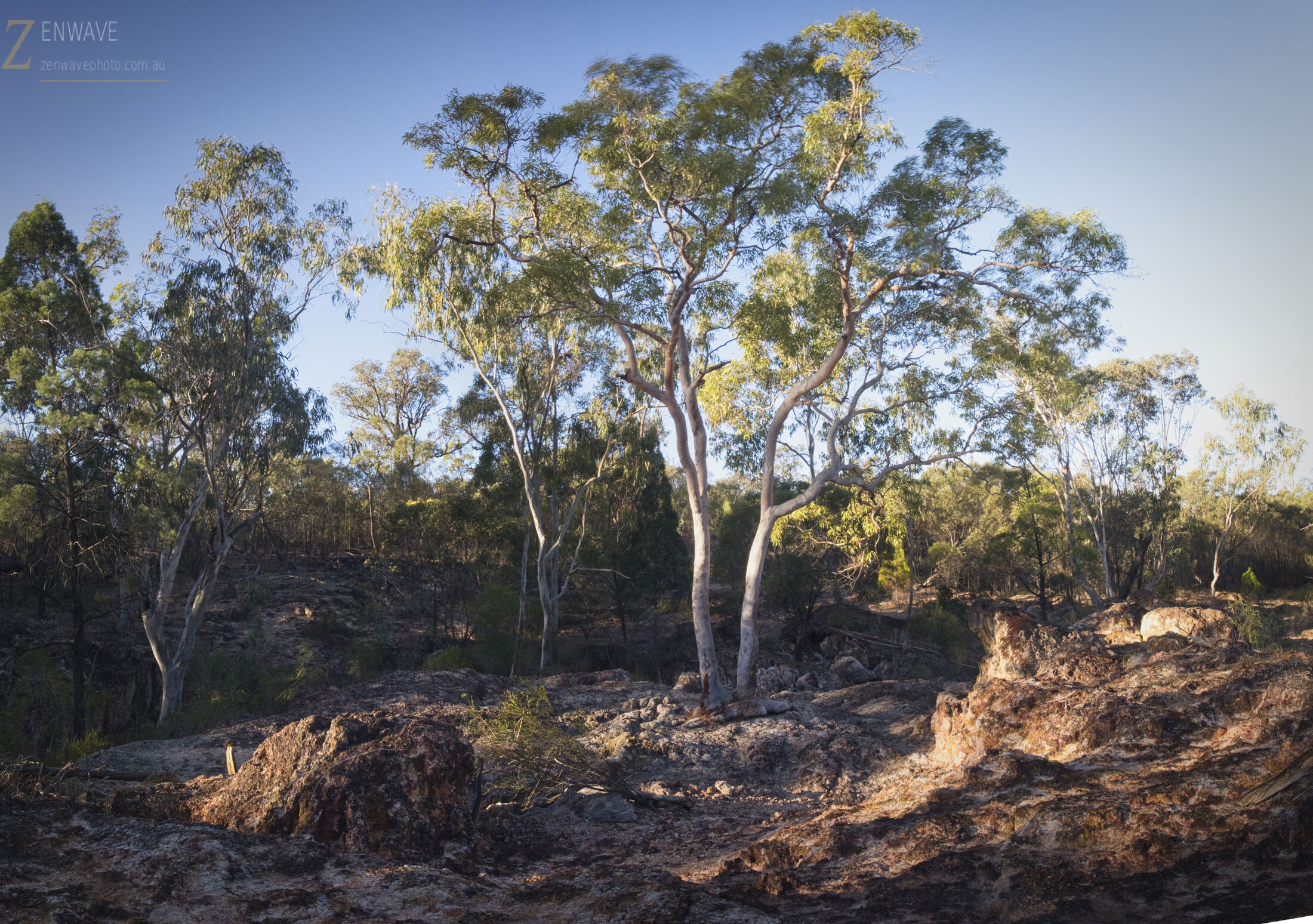 Gum trees in the outback scrub