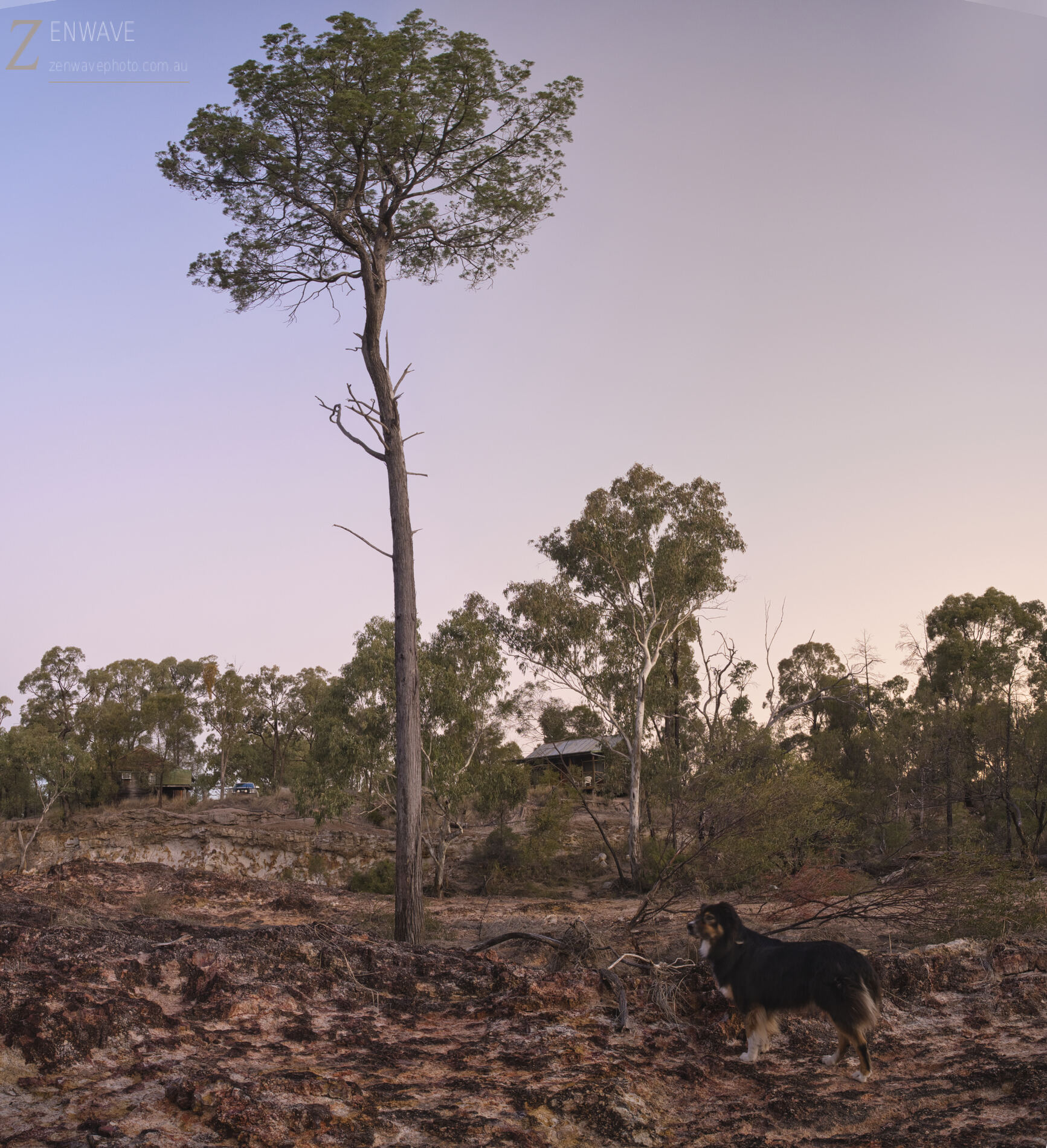 A lone tree at dusk