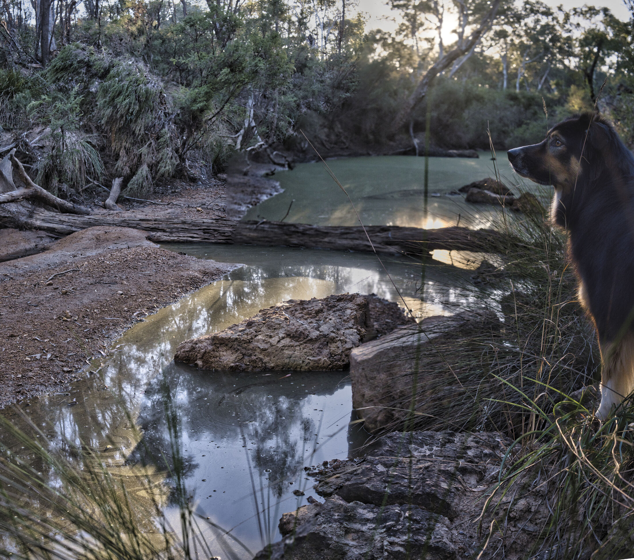 Waterhole, watched over