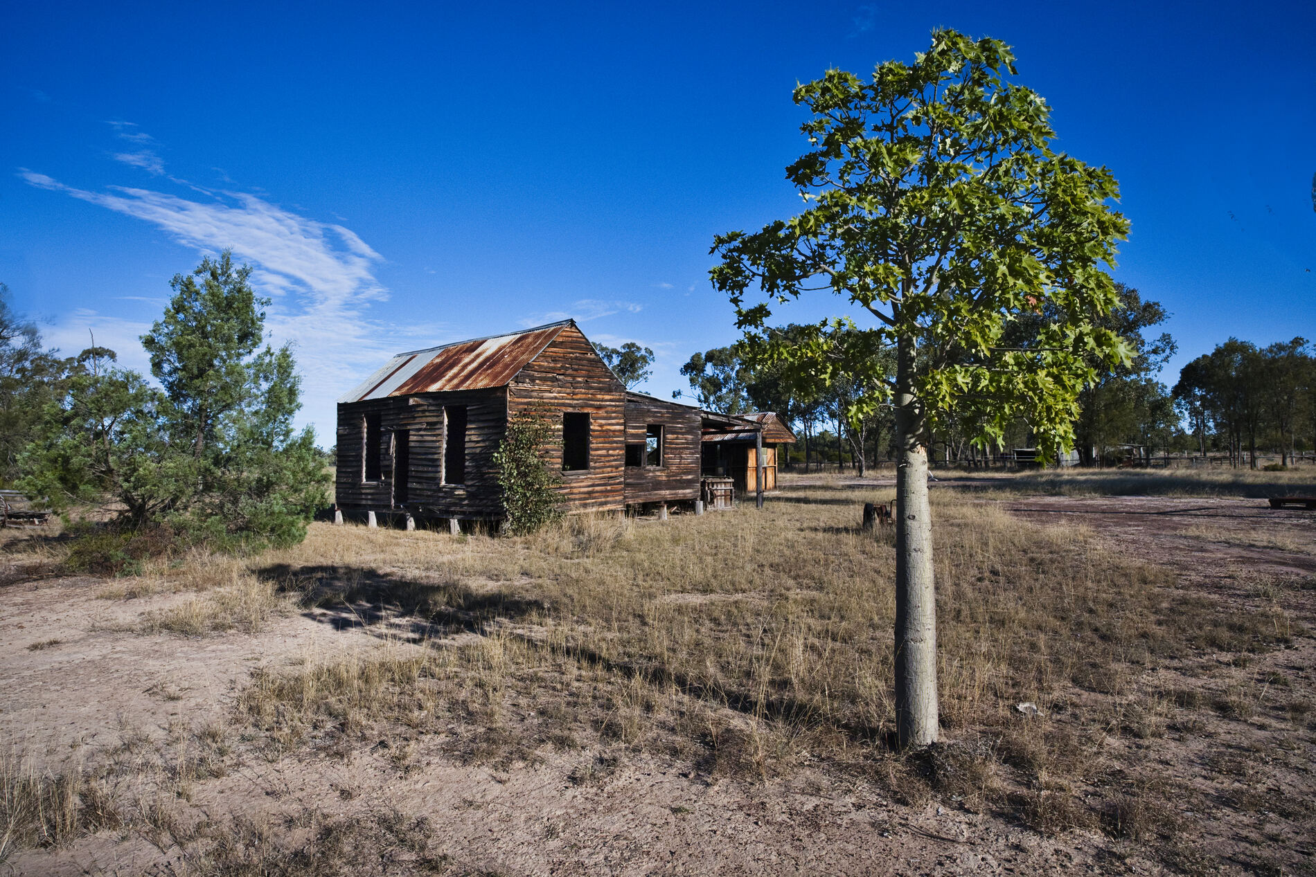 The abandoned cabin and a young tree, Western Downs