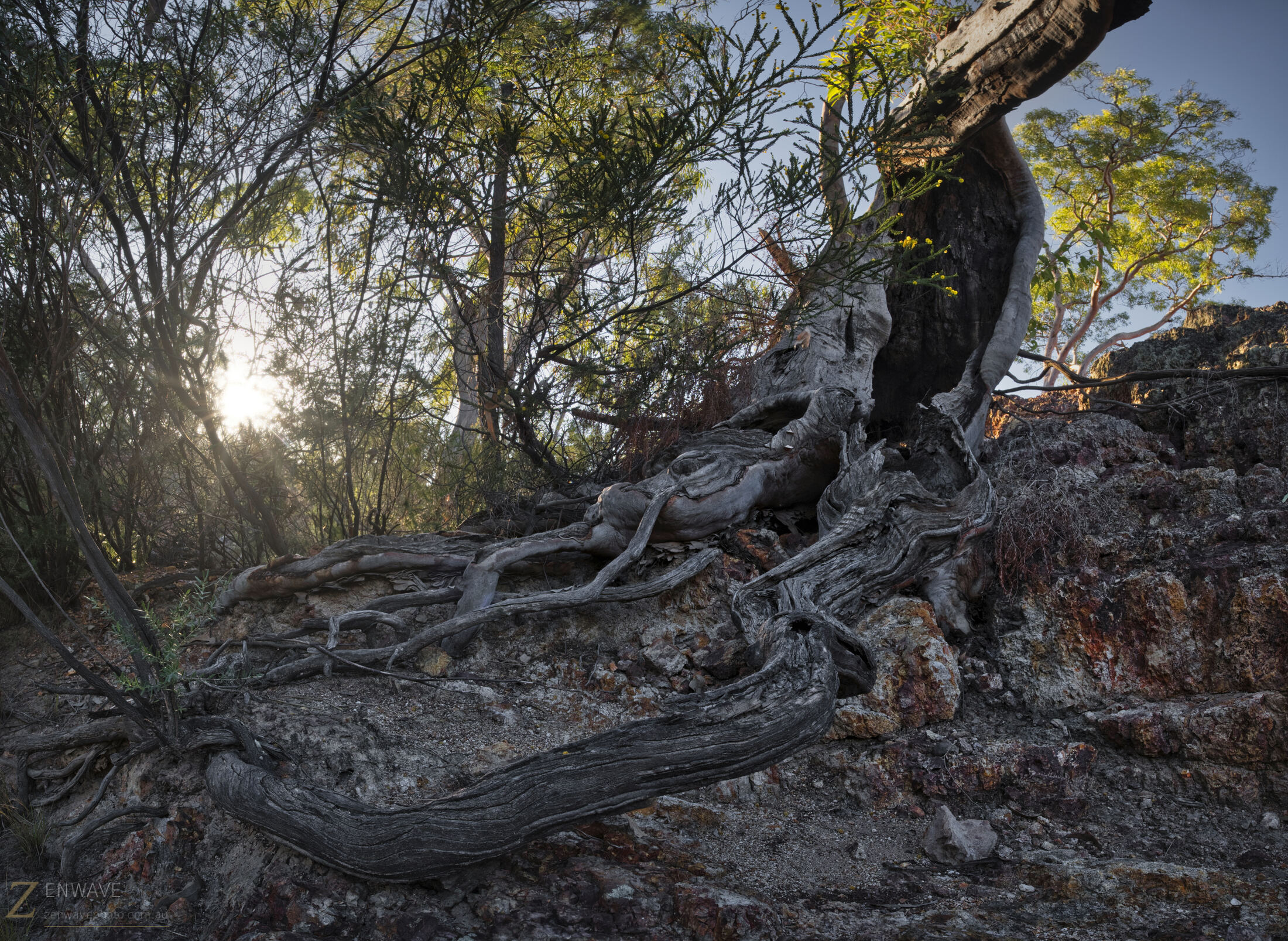 Tree roots holding the ground near the cabin