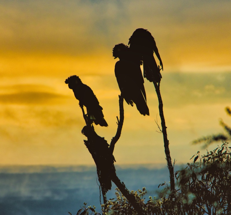 Black Cockatoos at Dusk