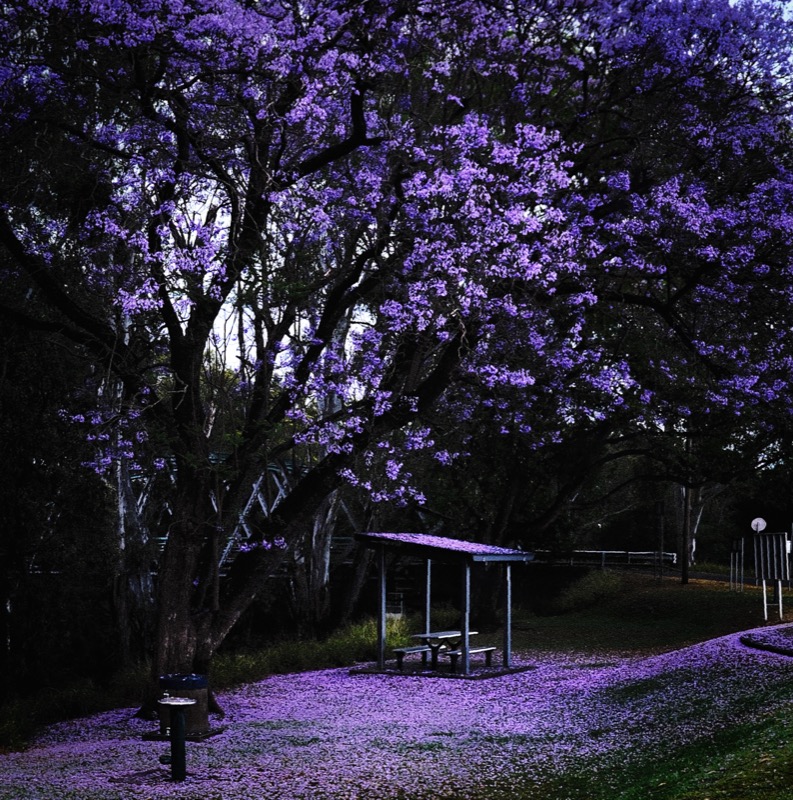 Jacaranda Night